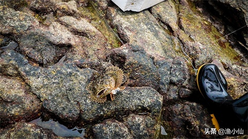 老虎鱼皮肤又黑又脏，即使洗干净还是如此，但是味道非常鲜美