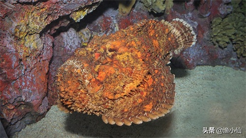 老虎鱼皮肤又黑又脏，即使洗干净还是如此，但是味道非常鲜美