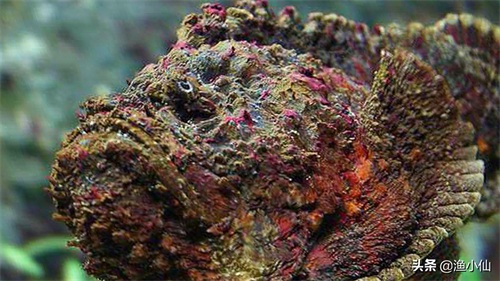 老虎鱼皮肤又黑又脏，即使洗干净还是如此，但是味道非常鲜美