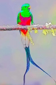 ​不自由，毋宁死——凤尾绿咬鹃