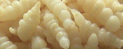 ​螺丝菜的种植方法与产量