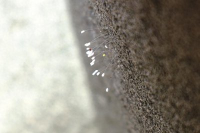 ​“相传三千年一现”  永宁城隍庙 开出“优昙婆罗花”？