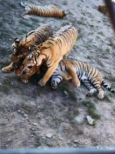 ​东北海林市威虎山