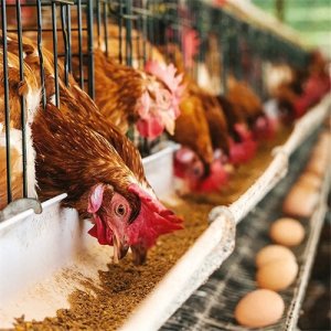 ​蛋鸡饲料如何配，鸡饲料配方大全