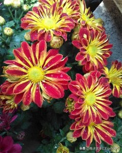 ​四种独具特色的小菊花，花泽鲜丽，毫不比玫瑰逊色