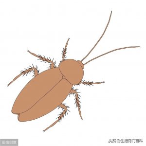 ​蟑螂怕光么？开灯睡觉管用么