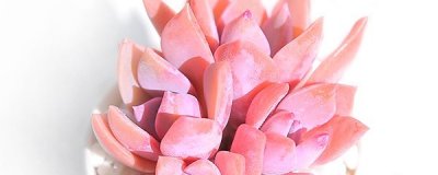 ​多肉初恋怎么养爆盆