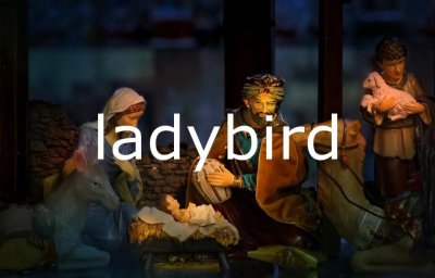 ​每日单词：ladybird