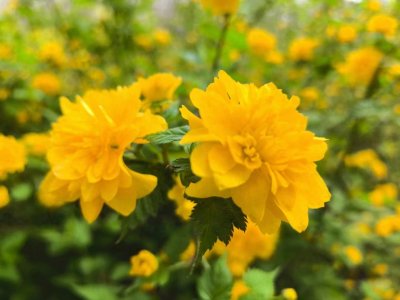 ​早春美景组图