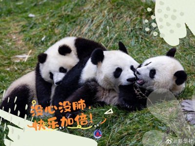 ​快来收藏！大熊猫超治愈甜美祝福壁纸