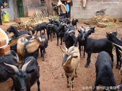 ​想做养殖的一定要看了，快速教你办理养殖证