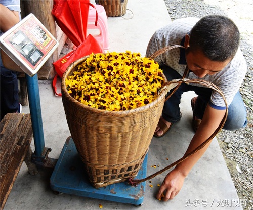 300元一公斤的天山雪菊,带领重庆村民走上致富小康路