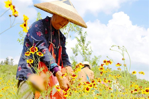 300元一公斤的天山雪菊,带领重庆村民走上致富小康路