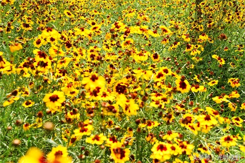 300元一公斤的天山雪菊,带领重庆村民走上致富小康路