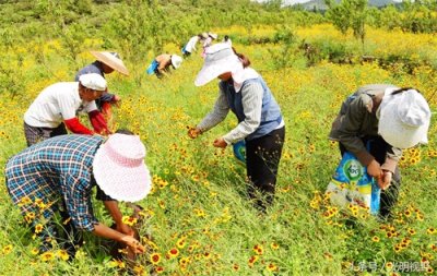 ​300元一公斤的天山雪菊，带领重庆村民走上致富小康路