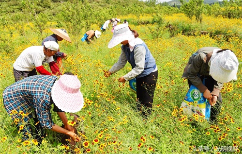 300元一公斤的天山雪菊,带领重庆村民走上致富小康路