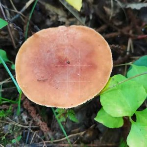 ​奶浆菌营养丰富，受伤处会流出像牛奶一样的白色液体，你知道它吗