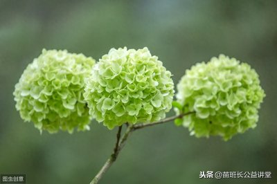 ​绣球花的养护方法和注意事项