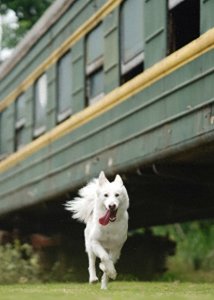 ​火车之旅，宠物能否同行？