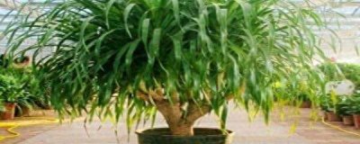 ​龙血树怎样扦插