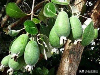 ​水果百科：菲油果