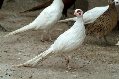 ​在农村精选三种特种养殖项目，成本低，利润却很丰厚