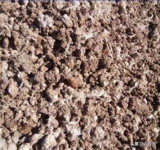 ​鸡粪的5大用途，这个“垃圾”竟然变成了“宝藏”