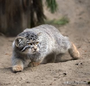 ​神奇物种——兔狲