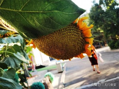 ​成都女子坠楼反思