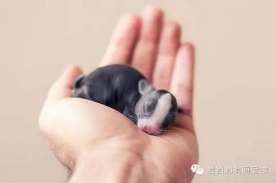 ​小兔子从出生到满月的照片，萌萌哒