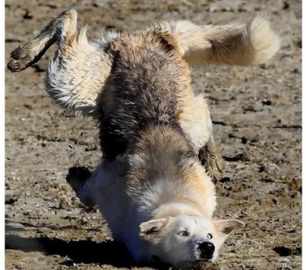 ​为什么说狗改不了吃屎呢？