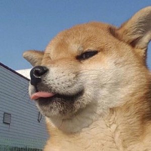 ​头像‖七夕限定单身狗头像