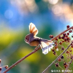 ​美丽、活泼、可爱的小鸟——棕头鸦雀
