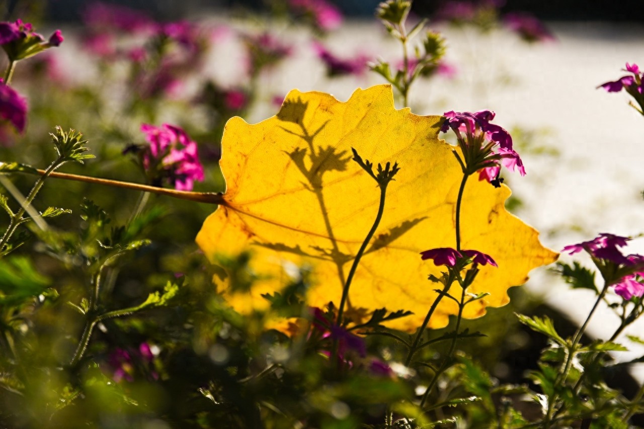 南翠屏公园位于天津市南开区境内、市区西南部