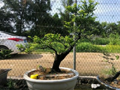 黑骨香也叫黑骨茶,黑檀,叶卷,新芽发蔫怎么办呢?