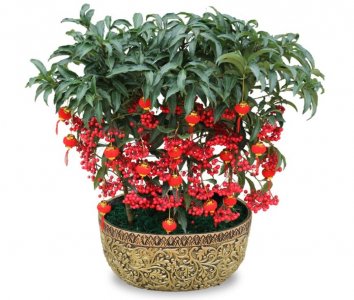 ​富贵子，有“喜庆瑞祥”寓意，艳丽多姿，晶莹可爱