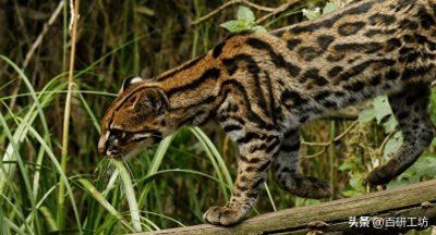 ​发现前途未卜的超可爱虎猫新物种