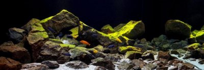 ​可以和海水鱼媲美的三湖慈鲷鱼