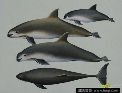 ​濒危的“海洋大熊猫”——加湾鼠海豚