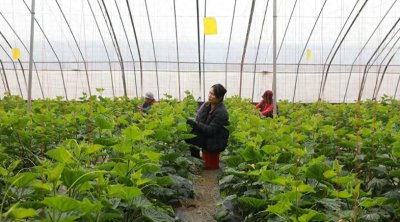 ​郸城县宁平镇：“大棚经济”激活增收致富“新引擎”