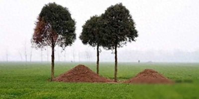 ​春节上坟，坟头边的树木能不能砍掉？老人说注意三点就能砍