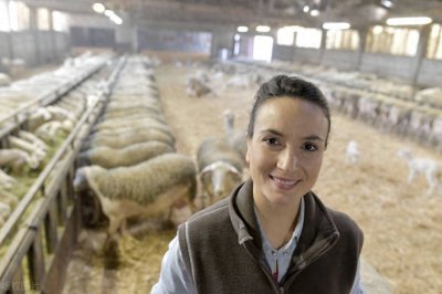 ​养羊，你真的了解粗饲料吗？怎么使用价值更高，羊长得更快?