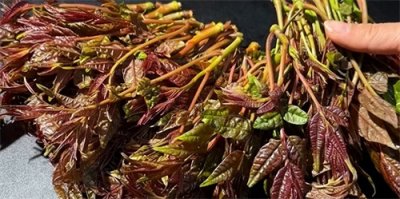 ​教你3步存香椿，不用盐油放1年，营养不流失，错过等明年！