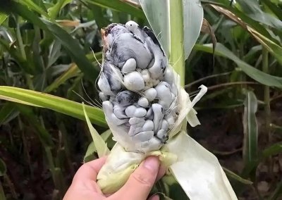 ​300元一斤的烂”蔬菜：玉米黑粉菌的奇妙之旅