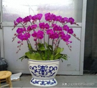 ​蝴蝶兰开完花后，怎么修剪和养护？做好4件事下次好开花