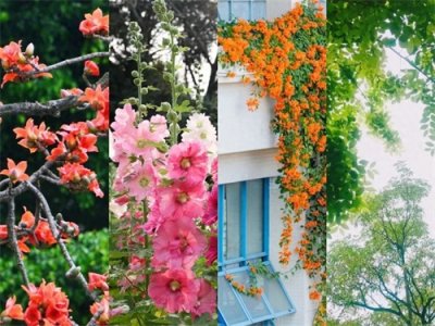 ​佛山“校花”来了！颜值爆表