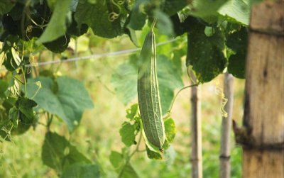 ​种植丝瓜小诀窍！从育苗到挂果保姆级教程 新手也能大丰收