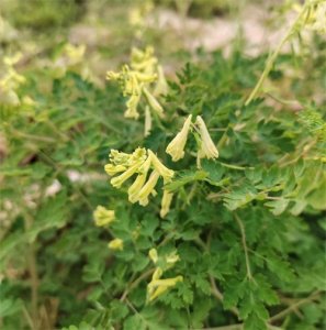 ​黄堇变‘黄金’：一株草药如何撬动乡村致富新路径？