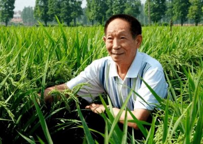 ​袁隆平：杂交水稻的开创者与粮食安全的守护者