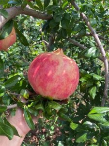 ​＂石榴：一种营养丰富且适应性强的水果＂